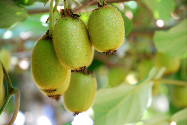 Сельскохозяйственная ветряная машина / вентилятор для киви и киви (FSJ-85)